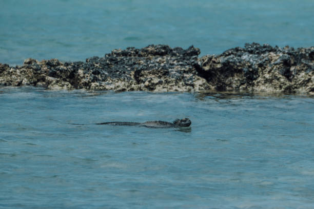 istock Marine Iguana in Galapagos Islands, Ecuador 2160446841