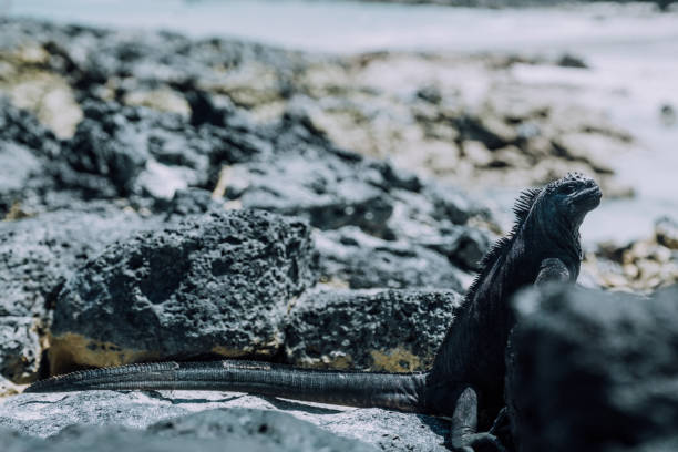 istock Marine Iguana in Galapagos Islands, Ecuador 2160446882