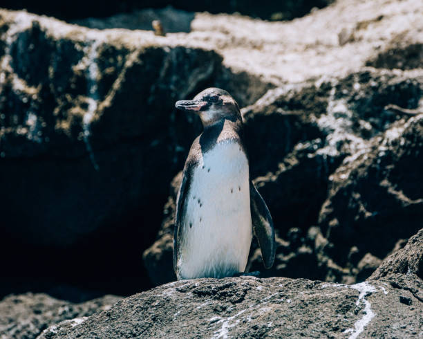 istock Galapagos Penguin on Bartolome Island in Galapagos Islands, Ecuador 2160447513