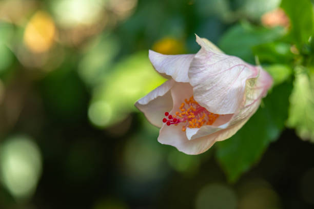 istock A pale pink Hibiscus bud opening up. 2160449287
