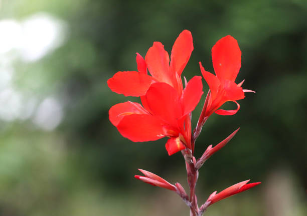 red flower in the garden, red petals from the canna flower, red blossoms of a canna lilly, red petals from the flower cane