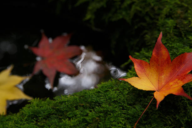 Colorful maple leaves and green moist moss