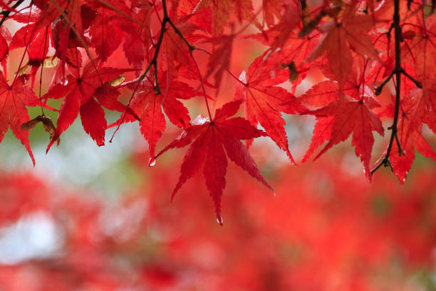 Red maple leaves soaked in rain drops