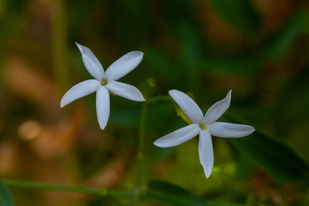 istock Pure white petals dancing against the emerald backdrop. 2160450836