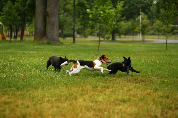 istock Three dogs are playing and biting each other outdoors 2160451095