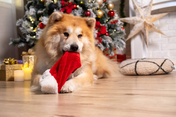 A Red Christmas Stocking With Gold Present On White Background