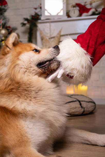 istock Santa Claus petting the dog. 2160452300