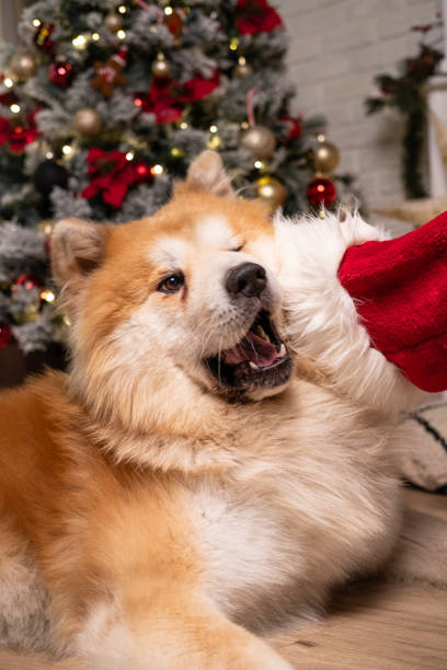 istock The dog bites Santa's hand. 2160452302