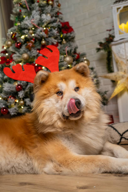 istock A dog with Rudolph's antlers on his head. 2160452340