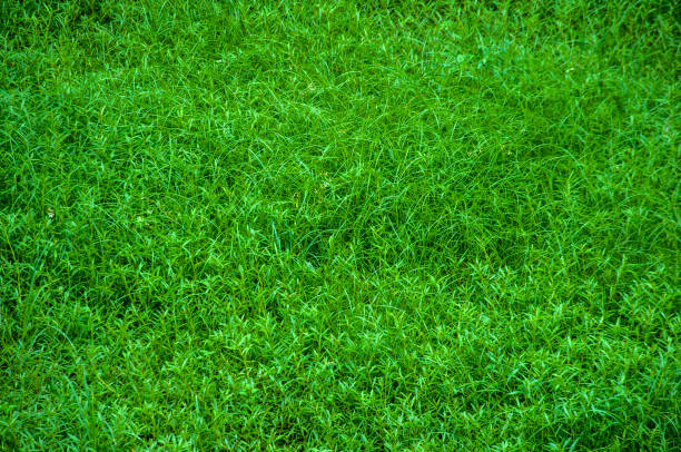A deep green natural landscape shoothing for  eyes.
