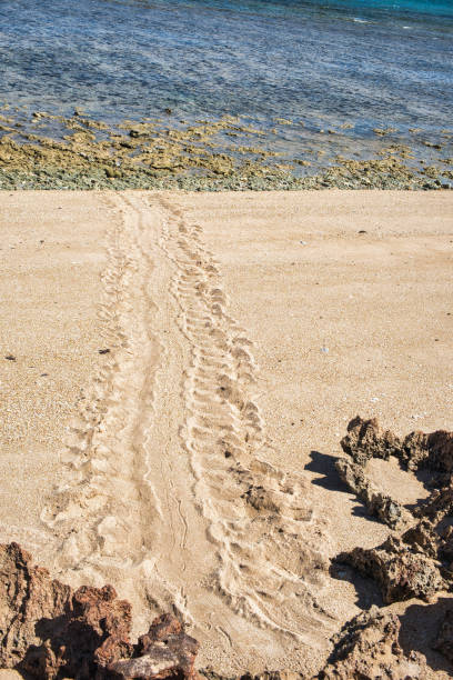 Tracks to the nesting site of a sea turtle on a beach in Jurabi Coastal Park, Ningaloo Coast, Exmouth, Western Australia