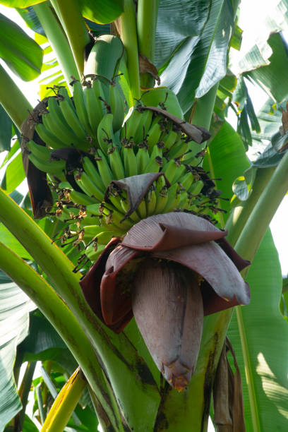 istock Image of A Bunch of Bananas on Tree 2160453261
