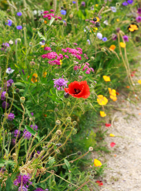 Field of Colourful summer flowers in full bloom