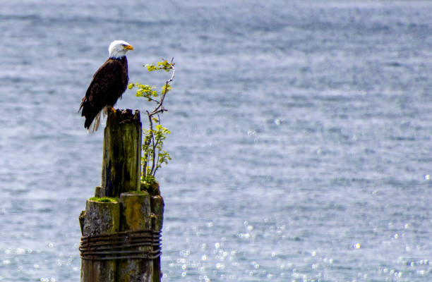 Hey young bald eagle standing on a wooden pier in the harbor at Sitka Alaska