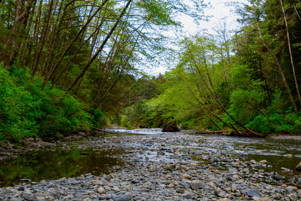 Shadow flowing river in a lush tropical rainforest part of a national park inside of Sitka Alaska