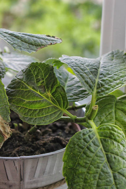 istock Indoor plants on the windowsill 2160454497