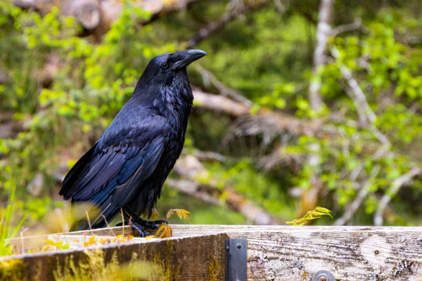 istock Large Raven in the Alaskan wilderness 2160454692