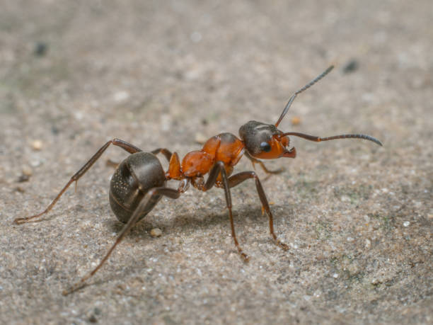 istock Side close-up of a red wood ant. 2160454898