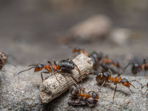 istock Nahaufnahme einer Gruppe roter Waldameisen. 2160455590