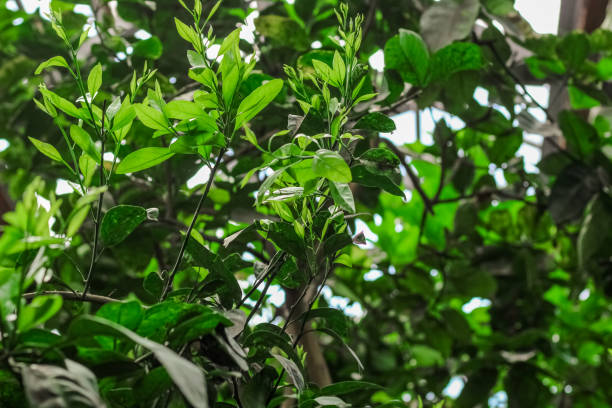 istock Lemon tree tropical green leaves in the forest 2160455662