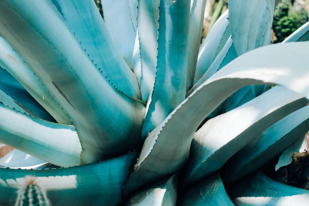 istock Agave potatorum plant in the desert close-up 2160455689
