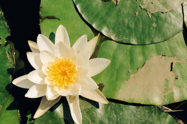 istock Water lily plant nymphaea candida on the lake 2160455767
