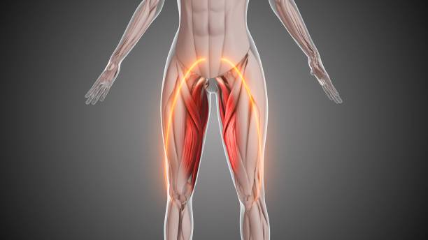 istock Animation of the inner thigh muscles 2160455941