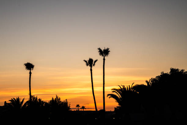 istock A sunset over a palm tree forest with a few palm trees in the foreground. 2160457484