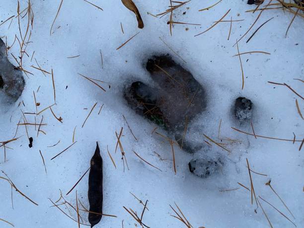 A wild animal track in the snow