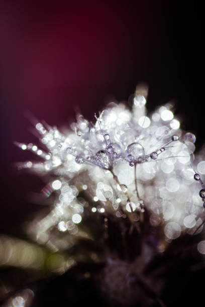 istock dandelion seed with water drops on sky background 2160459085