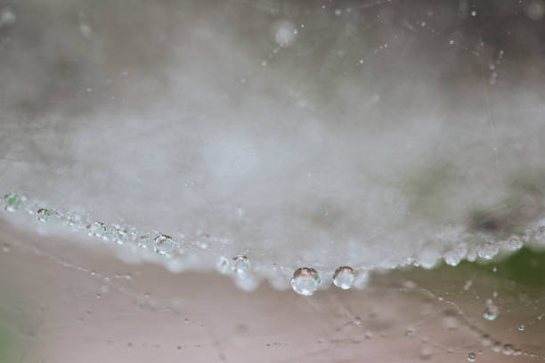 dandelion seed with water drops on sky background