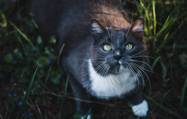 istock one of my favorite cat models 2160459362