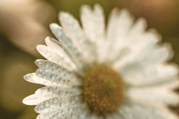 dandelion seed with water drops on sky background