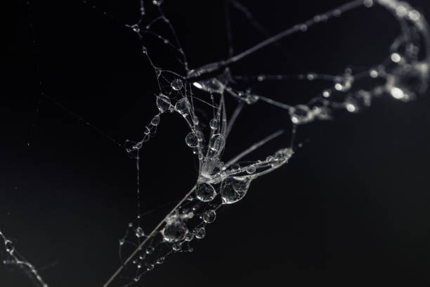 Dew drops on a spider's web
