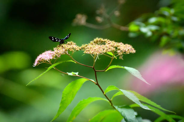 Nature backgrounds: Insect on Spiraea japonica flower