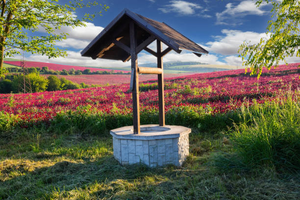 Ancient well with wooden roof. The fields of blooming red clover. The rays of the sun create pastoral picture. The most picturesque area in South Moravia.