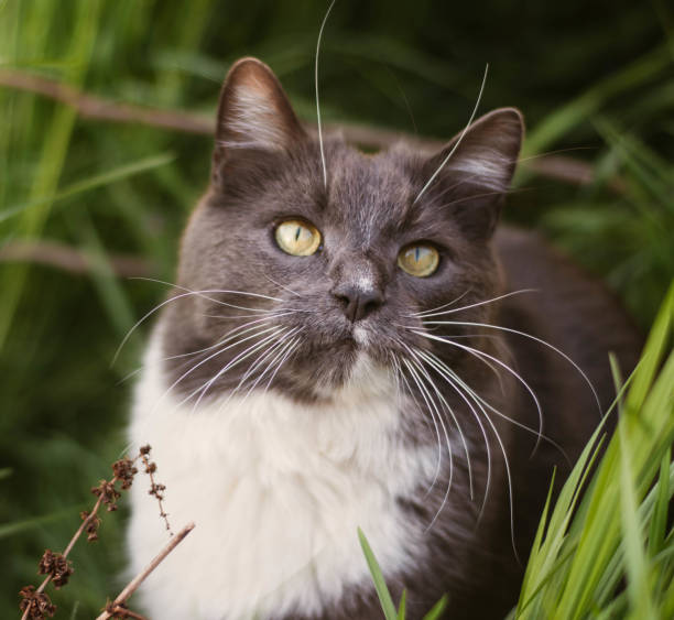 one of my favorite cat models