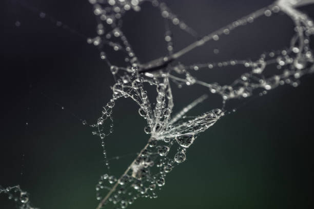dandelion seed with water drops on sky background