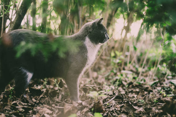 one of my favorite cat models