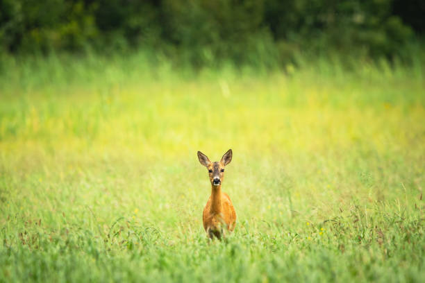 Roe deer standing in the grass in a green meadow