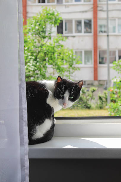 cat in summer lies on the window and basks in the sun