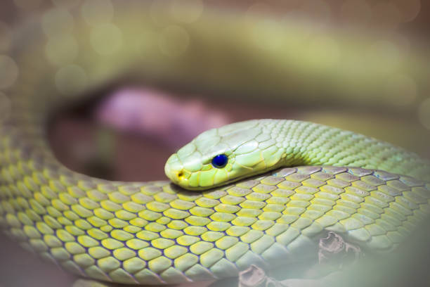 istock Snake with beautiful blue eyes 2160462314