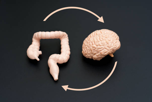 istock Gut-Brain Axis Diagram with Circular Arrows on Dark Background 2160462580