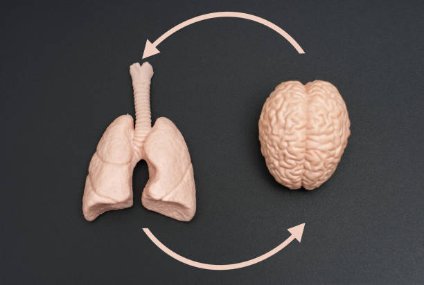 istock Realistic Brain and Lungs Models Interconnected with Circular Arrows on Black 2160462591