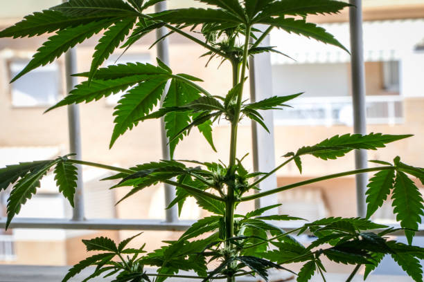 istock Growing Marijuana plants in a pot 2160462608