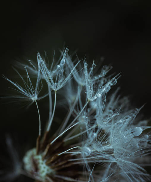 istock dandelion seed with water drops on sky background 2160462661
