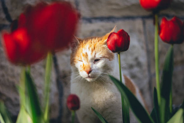 one of my favorite cat models