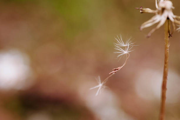 dandelion seed with water drops on sky background