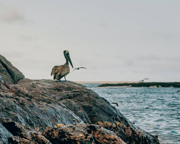 istock Brown pelicans perched on the unique layered rock formations at Punta Pitt, Galapagos, Ecuador. 2160463742