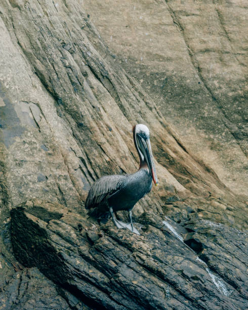 Flock of brown pelican (Pelecanus occidentalis) resting on coastal rocky shore.  The gullet on one bird is clearly visible.  And another bird has it's beak open.Talen in Santa Cruz, California, USA.
